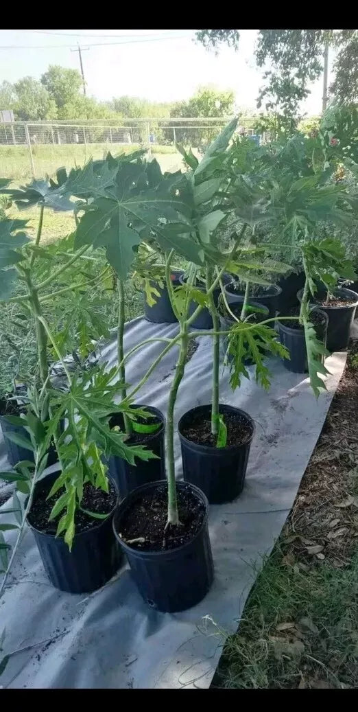 Red Royale F1 Red Lady Papaya Tree in 3 Gallon Pot | Carica papaya | Tropical Fruit Tree for Garden or Patio