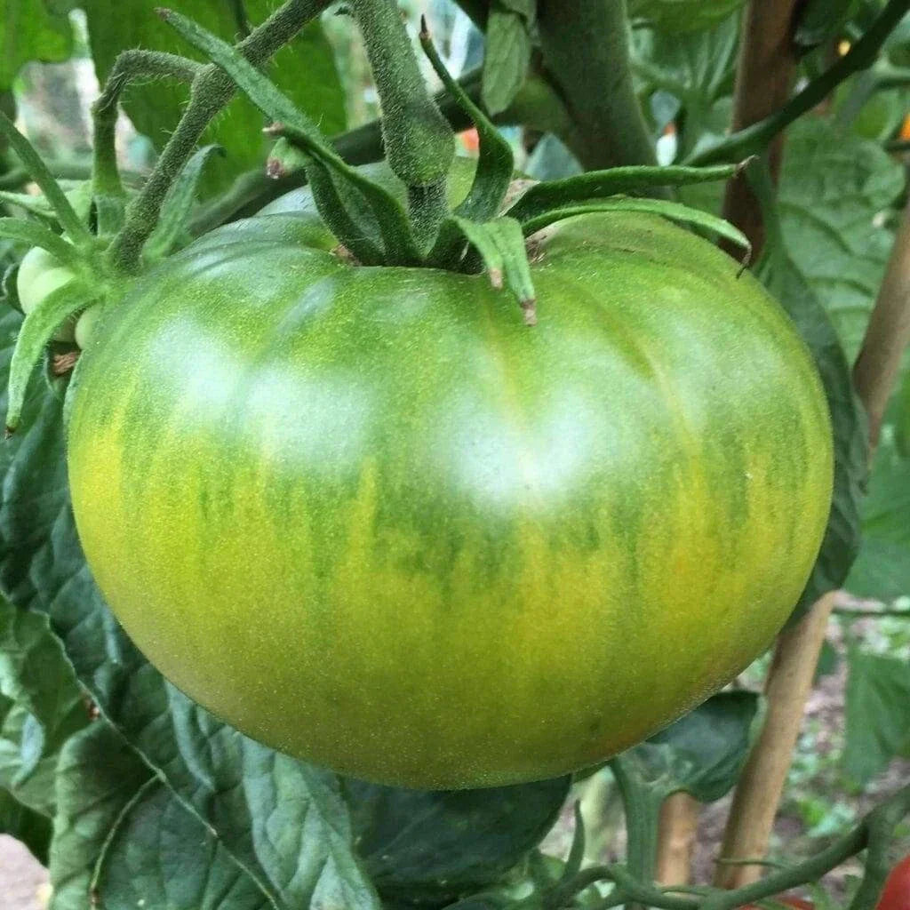 Aunt Ruby's German Green Tomato Seeds - Heirloom Beefsteak Variety, Green to Golden-Yellow, Solanum lycopersicum, 30-2000 Seeds