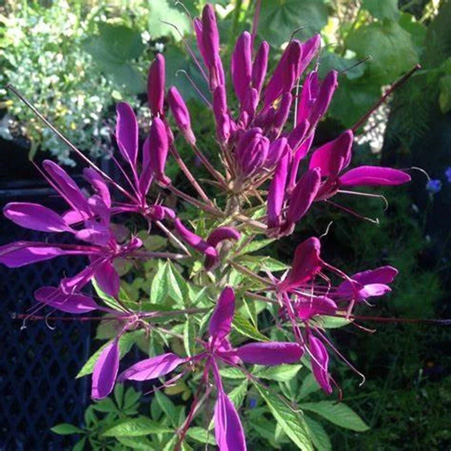 Bright Purple Spider Seeds - 100 Pack - Clome Spinosa Perennial for Gardens, Borders & Containers - US Seller