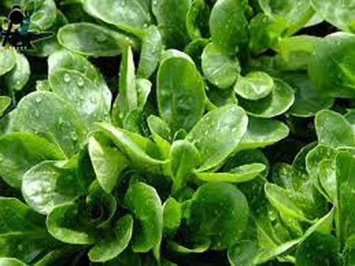 Dutch Corn Salad Seeds - Over 500 Heirloom Valerianella locusta Seeds for Lamb’s Lettuce, Mache, Edible Greens, Indoor & Outdoor Gardening