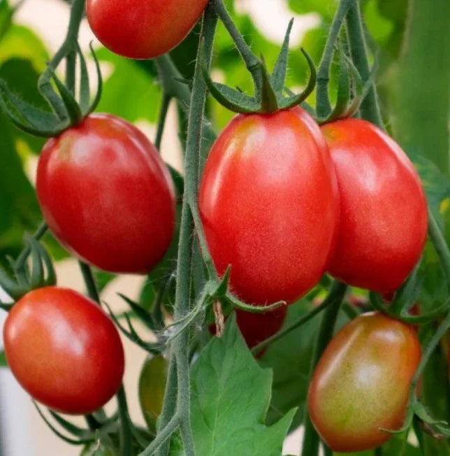 Siberian Dwarf Tomato Seeds - Heirloom, Non-GMO, Cool Weather, Compact Growth, 50 Seeds, Solanum lycopersicum