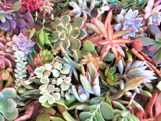 Large Succulent Cuttings 50 Pieces, 25 Varieties, 3-6 Inches, Mixed Succulents for DIY Projects, Garden Decor & Arrangements