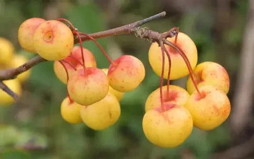 Butterball Crabapple Seeds 25+ for Garden Planting - Malus 'Butterball' Deciduous Tree, Pink Flowers, Wildlife Fruit