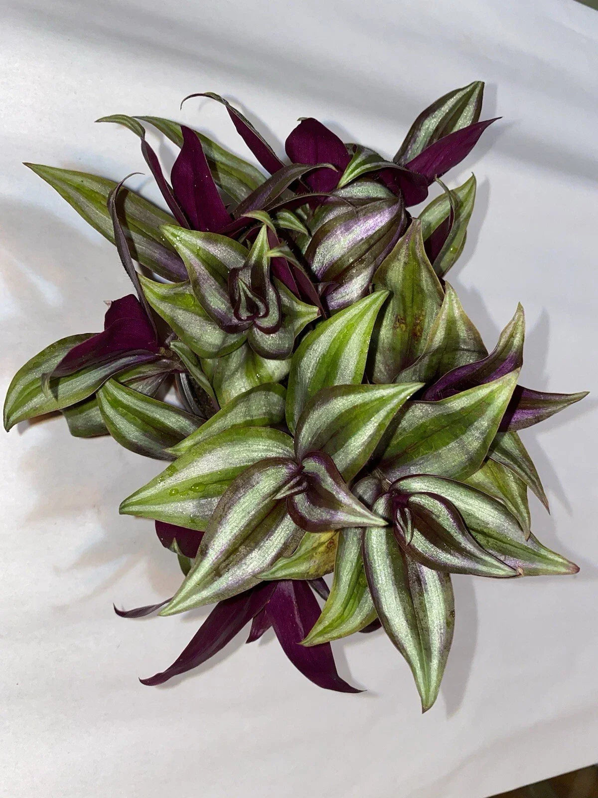 Wandering Jew Plant Cuttings - 10 Rooted Tradescantia zebrina - Indoor Houseplant, Vibrant Striped Foliage, Easy Propagation
