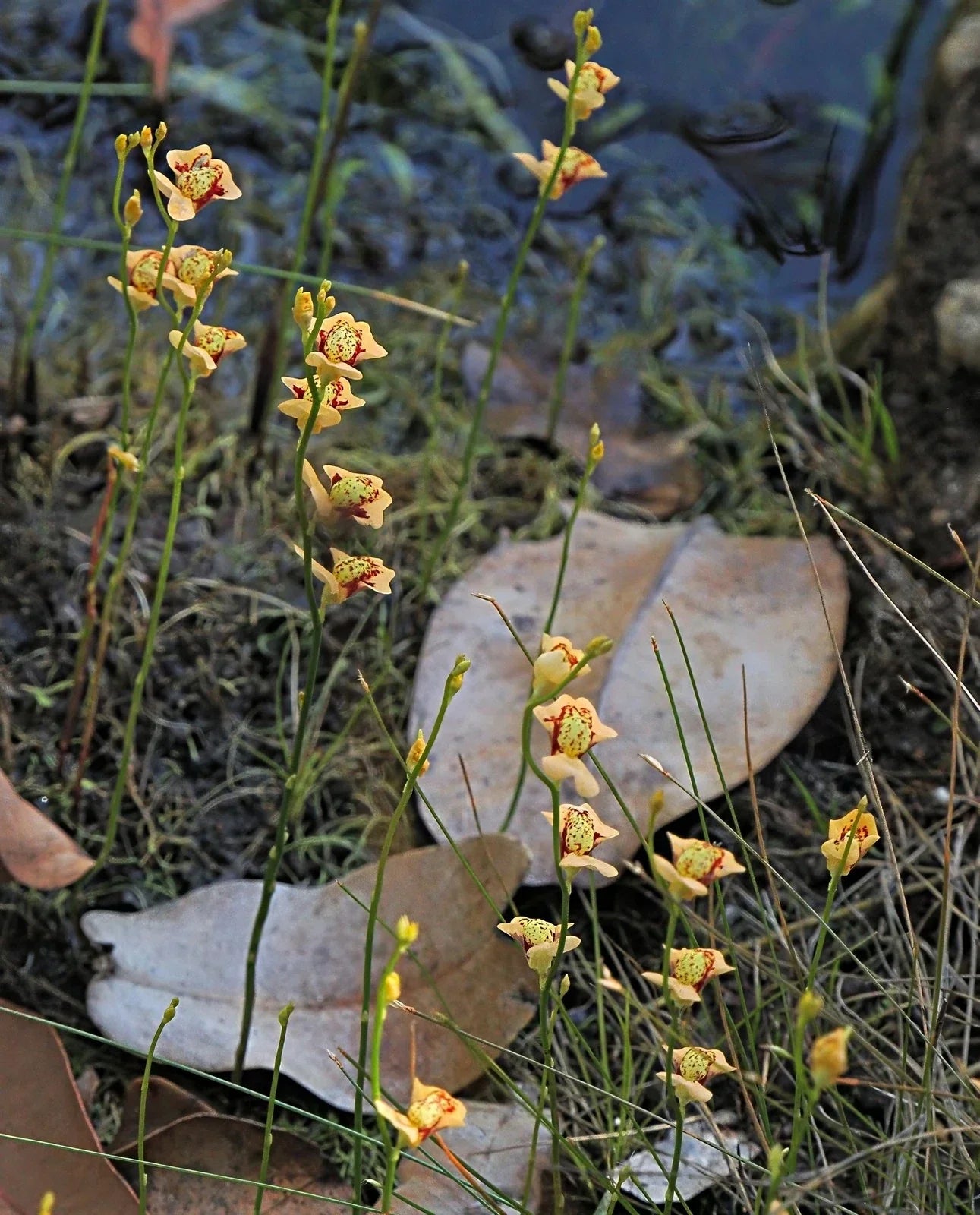 Utricularia fulva Bare Root Carnivorous Plant 1" Plug Aquatic Bladderwort for Water Gardens and Ponds