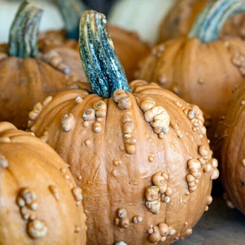 Grizzly Bear Pumpkin Seeds Pack – Cucurbita pepo, Large Vibrant Pumpkins, Garden Planting, Non-GMO, USA Grown