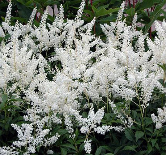 Astilbe Gladstone Bare Root Divisions – Pink Flowering Perennial Plants for Shade & Moist Soil | Astilbe spp.