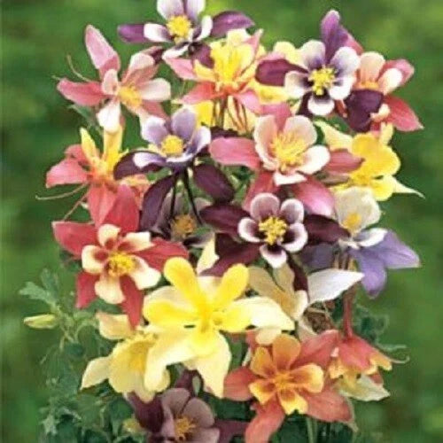 Harlequin Columbine Seeds | Perennial Flower Seeds | Aquilegia x hybrida | Bi-colored Red and Yellow Blooms | 50 Seeds