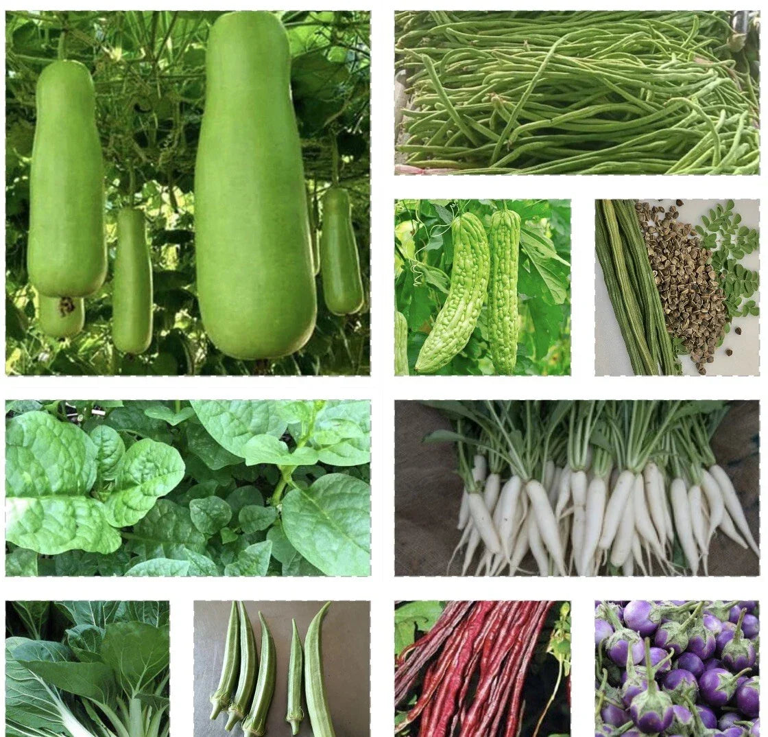 Set of 15 Asian Vegetable Seeds - Diverse Varieties for Home Gardening - Non-GMO, High Germination, Perfect for Pots & Garden Beds