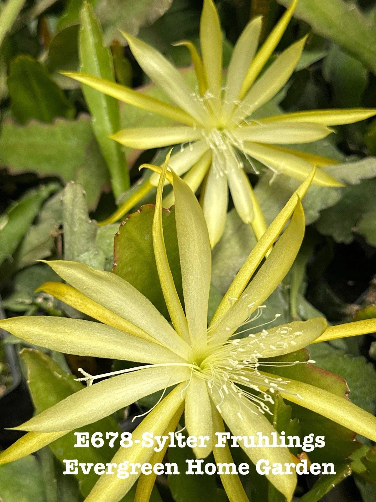 Epiphyllum Orchid Cactus 4" Starter Pot "Sylter Fruhlings" | Rooted Indoor Plant for Unique Houseplant Collection