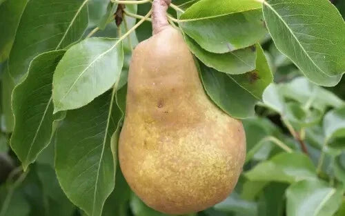 Merton Pride Pear Seeds – 25+ Pyrus communis Fruit Tree Seeds for Home Garden Planting, Juicy Pears, USA Grown