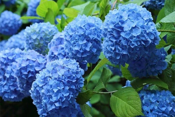 Blue Hydrangea Live Plant Cutting 3-8" Fully Rooted Hydrangea macrophylla for Garden or Container