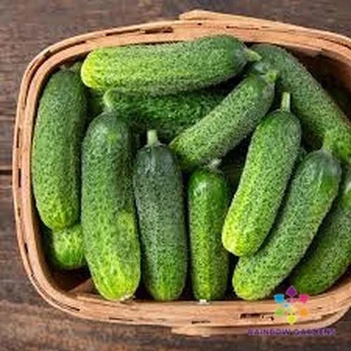 Diamante Cucumber Seeds Pack of 25+ Non-GMO Vegetable Seeds Cucumis sativus for Home Garden, Container Planting, Organic Gardening