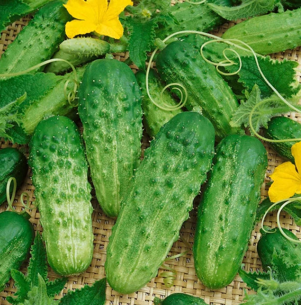 Burpless Bush Slicer Cucumber Seeds 60 Pack Non-GMO, Compact Container Variety Cucumis sativus