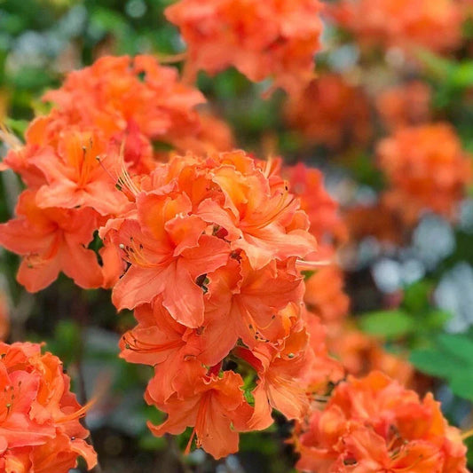 Mandarin Azalea Starter Plant - Small Rhododendron Hybrid for Gardens & Landscapes, Fragrant Spring Blooms
