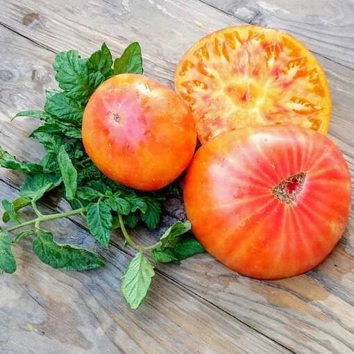 Rainbow Tomato Seeds - Heirloom Organic Non-GMO, Solanum lycopersicum, Vibrant Colorful Fruit, Home Garden, 10+ Seeds