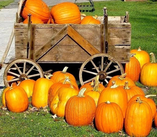 Large Jack O Lantern Pumpkin Seeds - Heirloom Cucurbita pepo for Carving & Fall Decor, 25-40 lbs