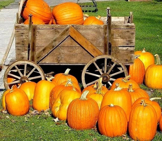 Large Jack O Lantern Pumpkin Seeds - Heirloom Cucurbita pepo for Carving & Fall Decor, 25-40 lbs