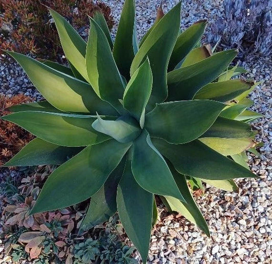 Large Cactus Cutting #50 for Propagation, Succulent Garden, Cactaceae Family, Hardy, Low-Maintenance, Unique Sculptural Plant