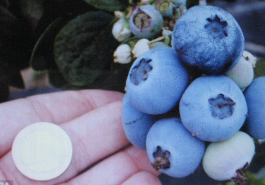 Northern Highbush Blueberry Seeds - 1000 Count, Vaccinium corymbosum, Attracts Wildlife Birds & Bears, Easy to Grow, Heirloom, Non-GMO