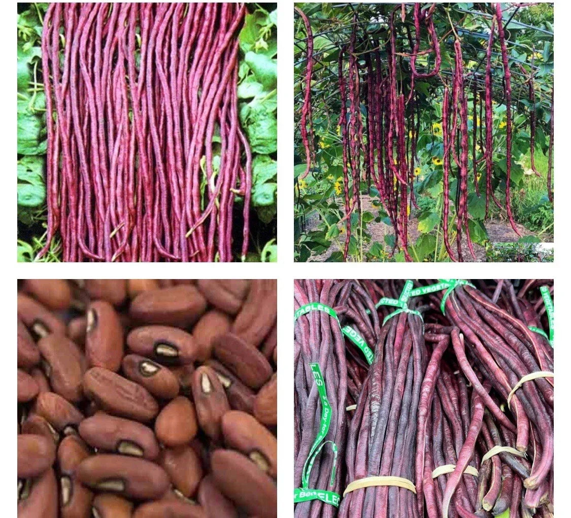 Yard Long Bean Seeds - Purple-Red Asian Noodle Beans - Sitaw - Chinese String Beans - Vigna unguiculata subsp. sesquipedialis