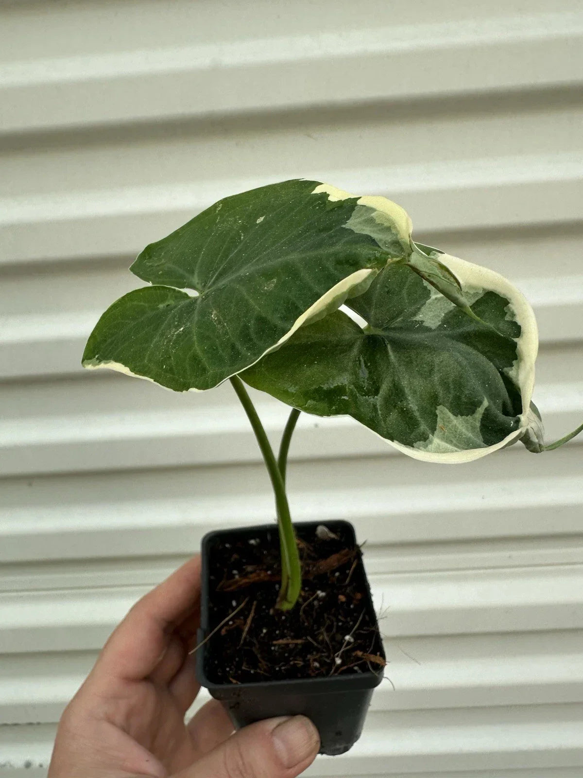 Alocasia Mickey Mouse Plant in 4-inch Pot – Unique Tropical Houseplant with Large Ears Foliage – Indoor Exotic Plant