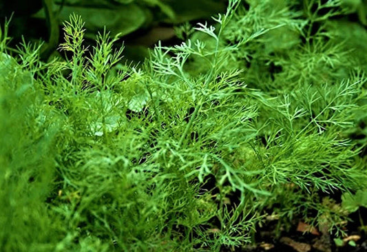 Organic Dill Seeds Packet - Anethum graveolens, Non-GMO, 200+ Seeds for Culinary & Herb Gardening