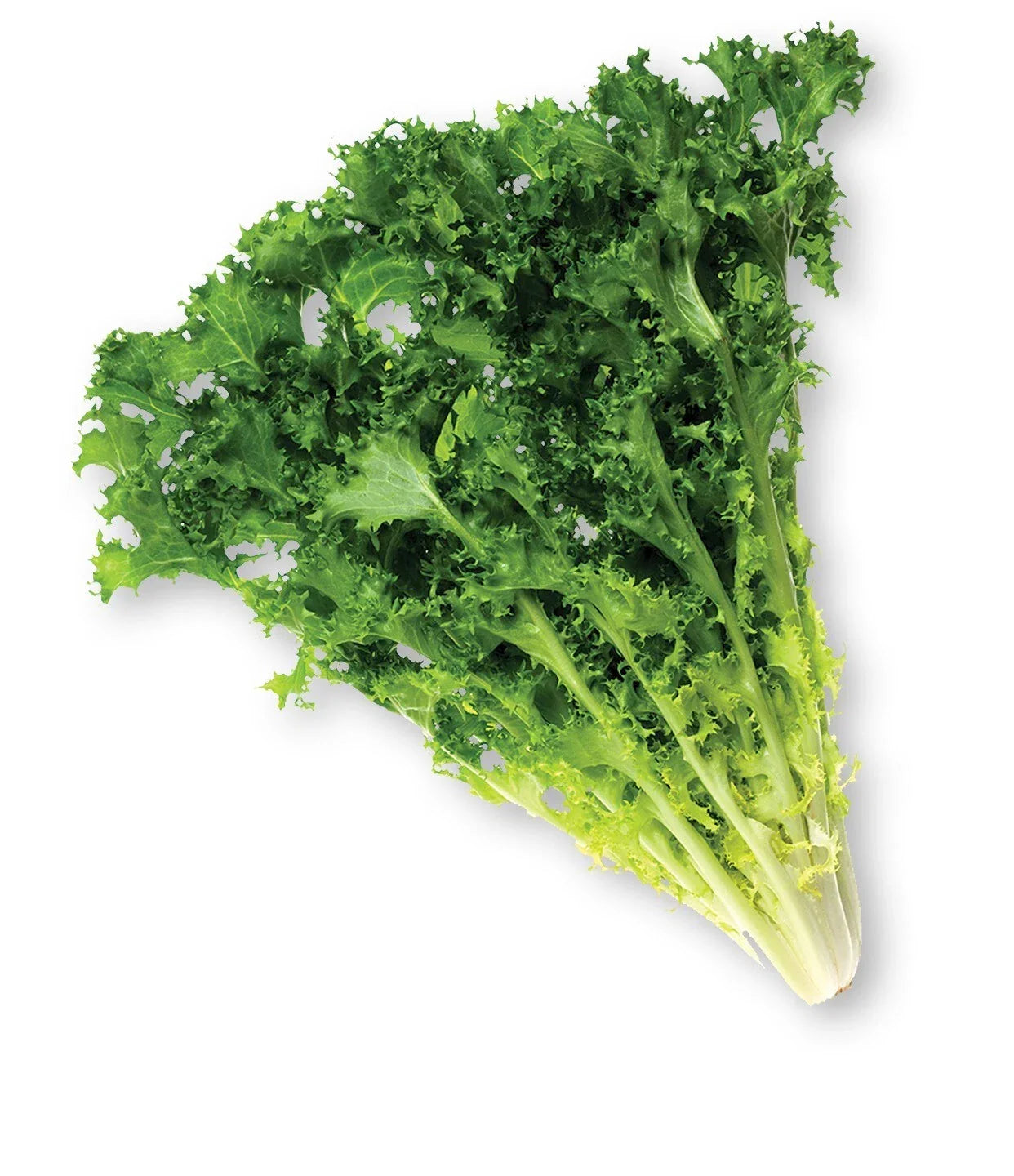 Endive Seeds Pack – 600+ Heirloom Cichorium endivia Green Leafy Vegetable Seeds for Salad Gardens