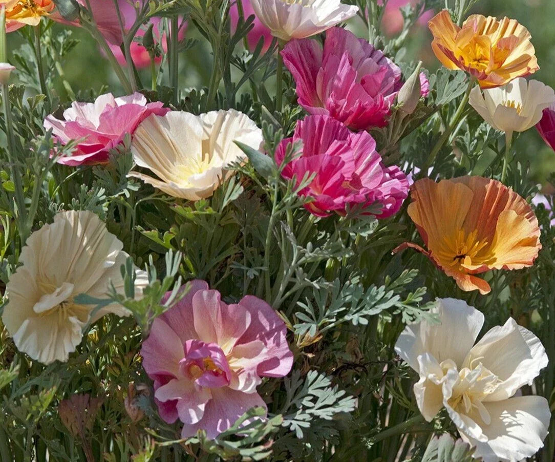 California Poppy Seeds - Thai Silk Mix - Eschscholzia californica - Vibrant Flower Seeds for Garden, Borders, Containers