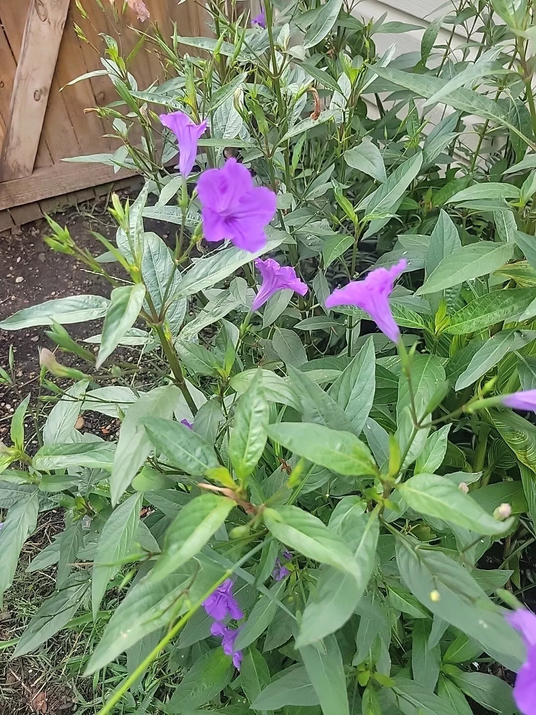 20 Mexican Petunia Bare Root Plants, Purple Ruellia Brittoniana, Drought-Tolerant Flowering Shrubs for Garden Landscaping
