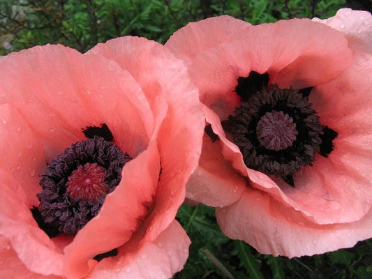 Oriental Poppy Seeds - 200+ Papaver orientale Garden Flower Seeds for Borders, Beds & Cut Flowers