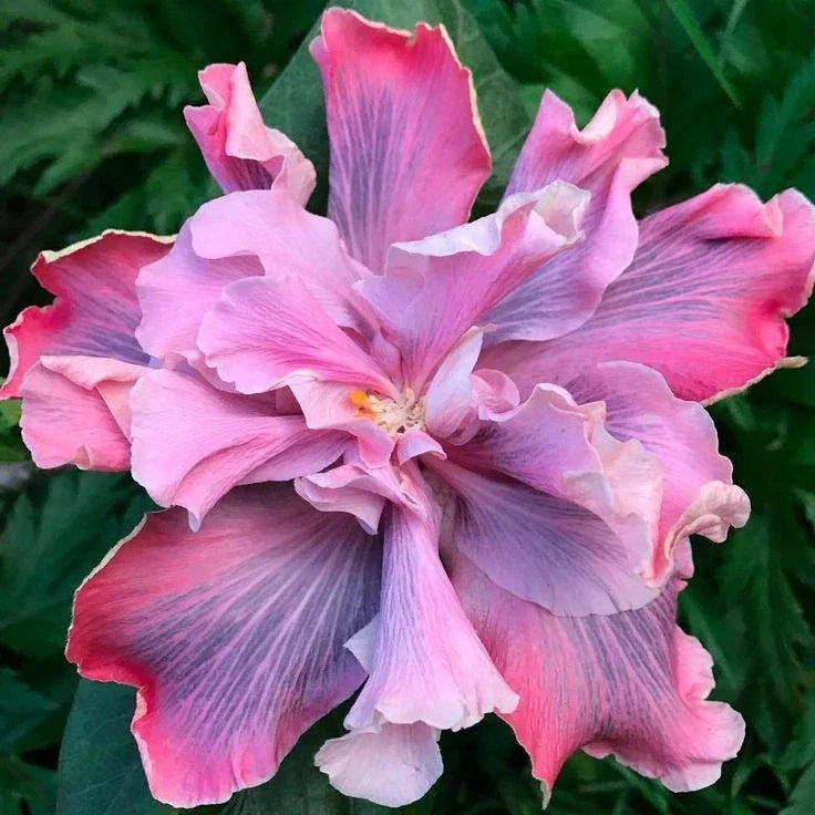 Rooted Tropical Hibiscus Plant - Marianne Charleton - Hibiscus rosa-sinensis - Bare Root for Indoor & Outdoor Gardening