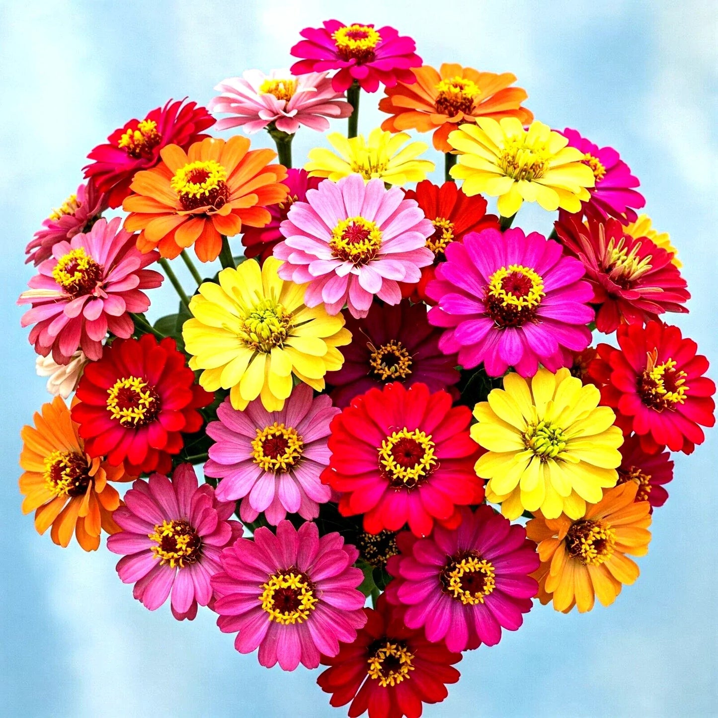 Zinnia Seeds - 300+ Count Autumn Mix for Garden, Borders, Containers - Zinnia elegans, Vibrant Colors, Attracts Hummingbirds