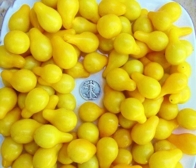 Yellow Pear Tomato Seeds - Heirloom Solanum lycopersicum, Pack of 30+ for Salads, Snacking & Canning