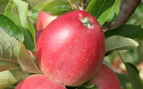 Worcester Pearmain Apple Seeds - 25+ Pack for Garden Planting - Malus domestica - USA - Fruit Tree Seeds for Home Garden, Orchard, Backyard