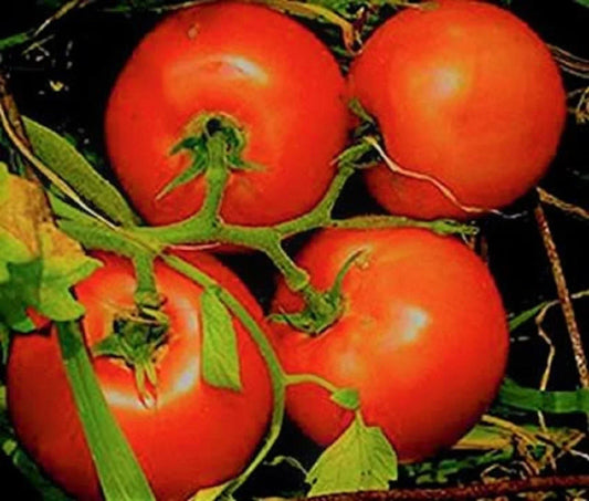 Marglobe Supreme Tomato Seeds Pack of 200+ Non-GMO Solanum lycopersicum for Home Gardens & Containers