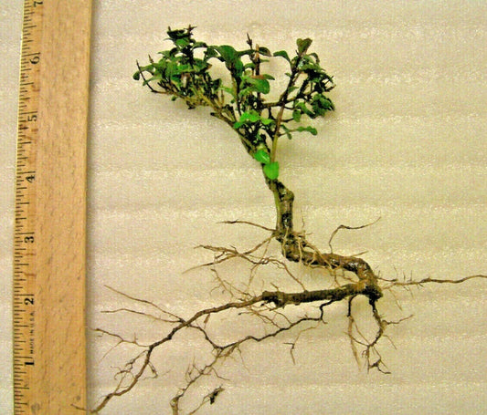 Mystery Evergreen Tree in Pot - Hardy Pre-Bonsai Plant - Unknown Variety for Indoor & Outdoor Gardening