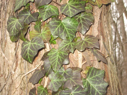 Live English Ivy Cuttings 10ft with Roots, Hedera helix, Indoor/Outdoor Climbing Plant for Home Decor and Garden