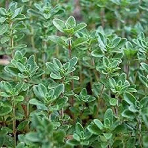 Organic Heirloom Thyme Seeds - Culinary Herb - Thymus vulgaris - Premium Quality, 20% Off on 3 Varieties - Easy to Grow