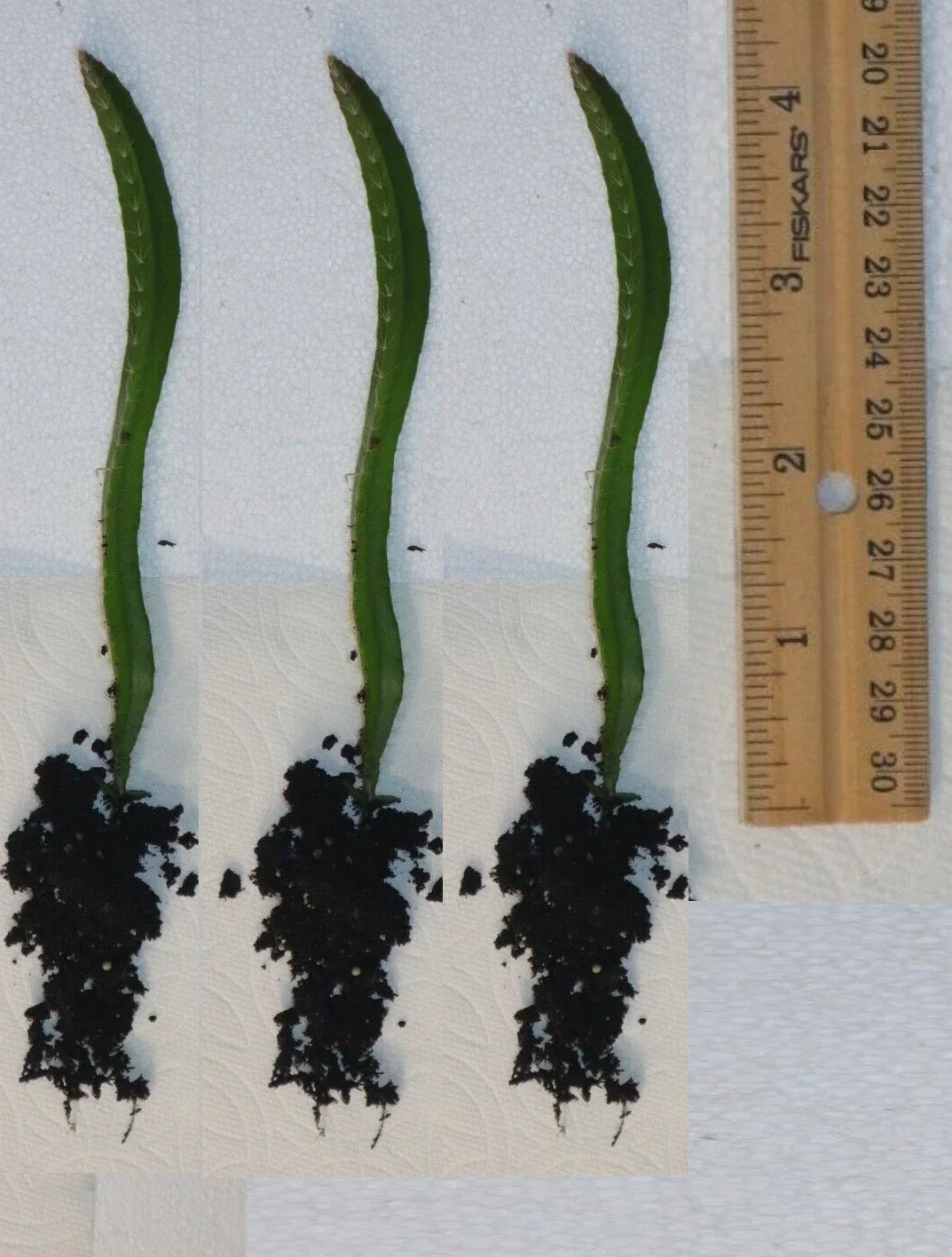 Rooted Yellow Dragon Fruit Seedlings - 4 Inch Hylocereus undatus Cactus Plants for Tropical Fruit Garden