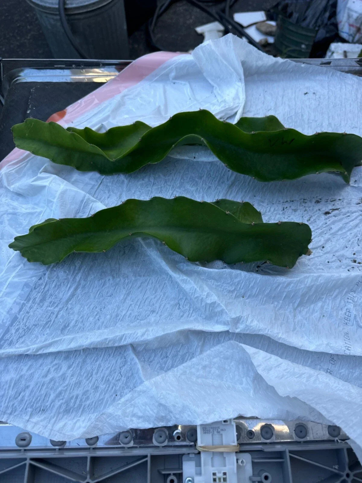 Vietnam White Dragon Fruit Cuttings 8-24" | Hylocereus undatus | Exotic Fruit Plant Propagation for Home Garden