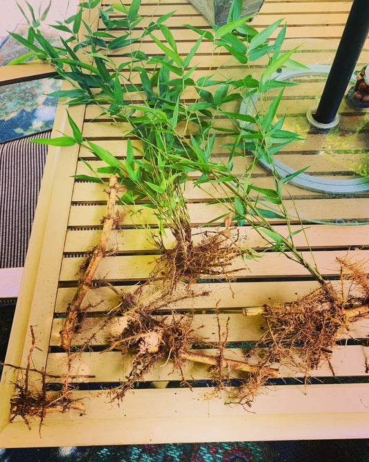 Live Bamboo Rhizome Roots – Phyllostachys Aurea – Fast-Growing Ornamental Bamboo for Garden Privacy & Landscaping
