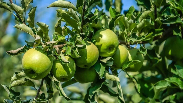 Granny Smith Apple Tree - Rooted Stock Plant - Malus domestica 'Granny Smith' - Compact, Bushy, Perfect for Small Gardens