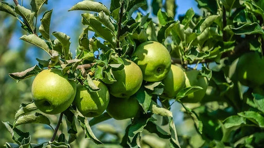 Granny Smith Apple Tree - Rooted Stock Plant - Malus domestica 'Granny Smith' - Compact, Bushy, Perfect for Small Gardens