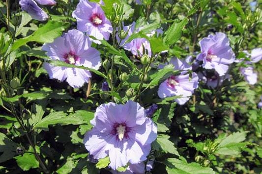 Hibiscus syriacus Rose of Sharon Unrooted Cuttings 10 Pack Hardy Flowering Shrub for Garden Propagation