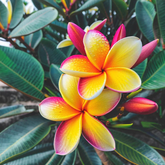 Light Pink Yellow Plumeria Seeds - Hawaiian Frangipani Variety for Garden & Indoor Growth - Plumeria rubra Seeds, Perennial Flower Seeds