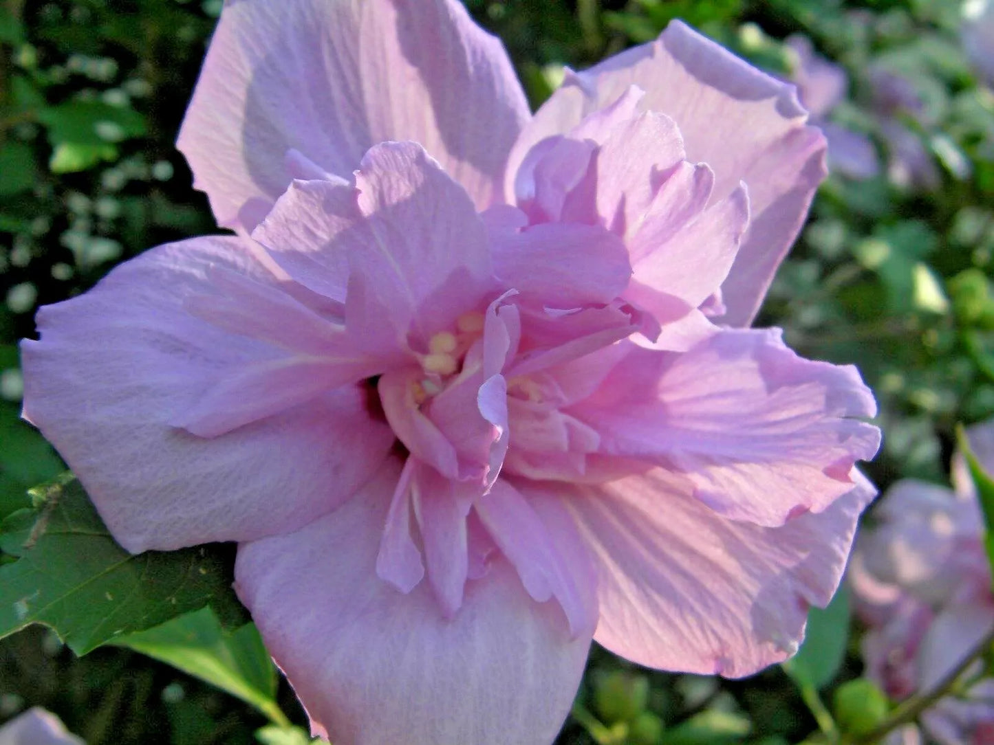 Rose of Sharon Cuttings 50 pcs Hibiscus Syriacus Flowering Bush for Rooting, Deciduous Shrub, Colorful Blooms