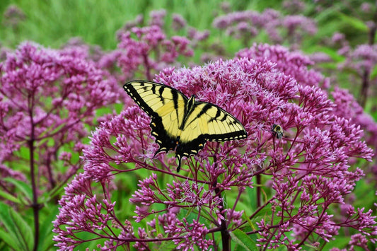 Joe Pye Weed Seeds - Pink Perennial for Butterflies, Eupatorium purpureum, 165 Seeds, Attracts Pollinators, Wildflower Garden Plant
