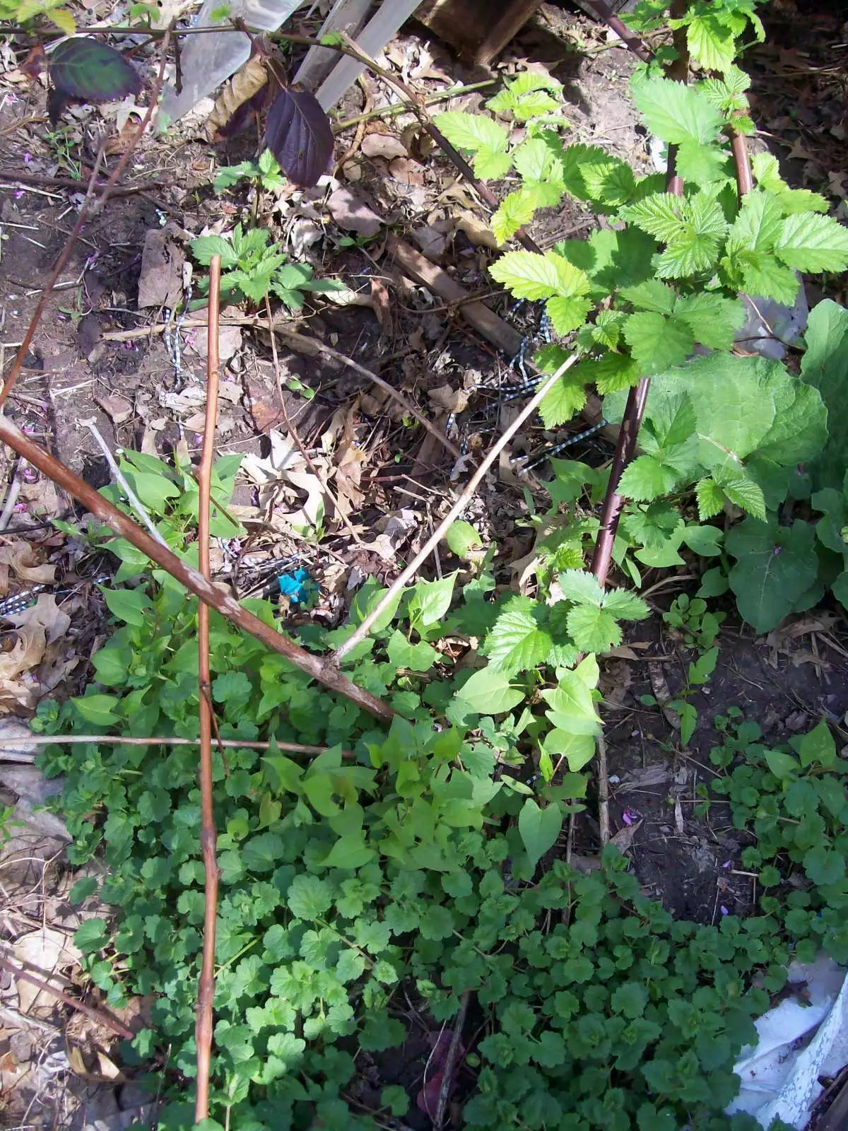 Thornless Blackberry Bush Rooted Cutting 4 Inches - Rubus fruticosus Hybrid - Fresh Plant for Home Garden