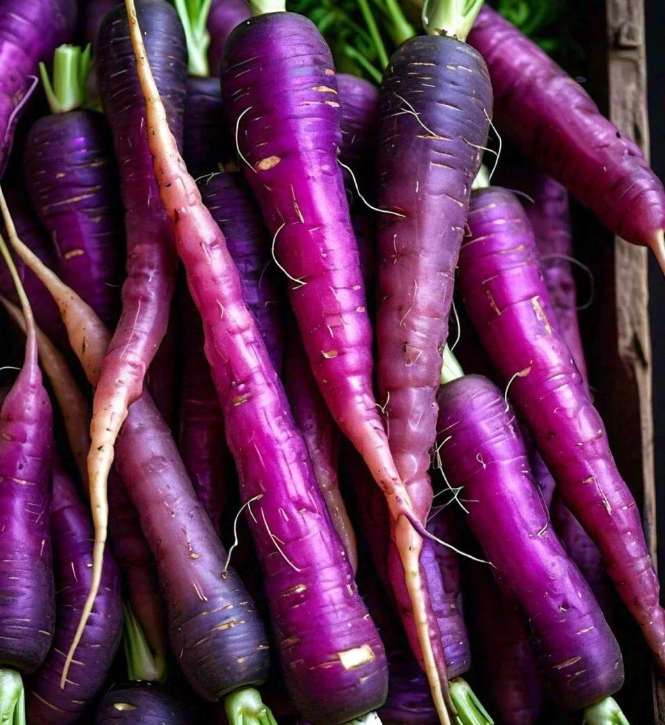 Purple Dragon Carrot Seeds - 200 Non-GMO Heirloom Daucus carota for Home Garden & Urban Farming